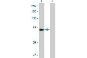 Western Blot analysis of KPNA1 expression in transfected 293T cell line by KPNA1 MaxPab rabbit polyclonal antibody. (KPNA1 抗体  (AA 1-538))