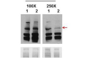 Western Blot with Cell line 293T (Embyonic human kidney cells) tissue (BRCA1 抗体  (Middle Region))