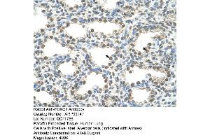 Human Lung (FOXQ1 抗体  (N-Term))