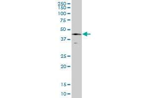 SERPINE1 MaxPab polyclonal antibody. (PAI1 抗体  (AA 1-402))