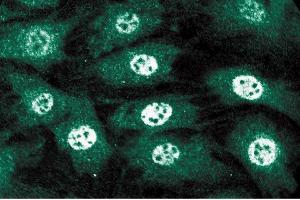 Immunofluorescent staining of C3H10T1/2 cells. (MSH6 抗体  (AA 225-333))
