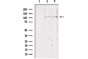 Western blot analysis of extracts from various samples, using NLRX1 antibody. (NLRX1 抗体  (Internal Region))
