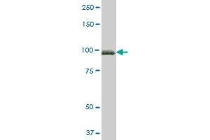 FBLN1 MaxPab polyclonal antibody. (Fibulin 1 抗体  (AA 1-683))