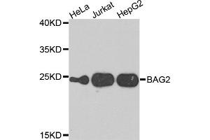 Western blot analysis of extracts of various cell lines, using BAG2 antibody. (BAG2 抗体)
