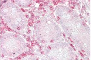 Immunohistochemistry with Small intestine tissue at an antibody concentration of 5µg/ml using anti-METAP2 antibody (ARP52266_P050) (METAP2 抗体  (N-Term))