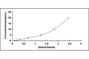 ELISA image for Cytochrome P450, Family 2, Subfamily D, Polypeptide 6 (CYP2D6) ELISA Kit (ABIN418992)