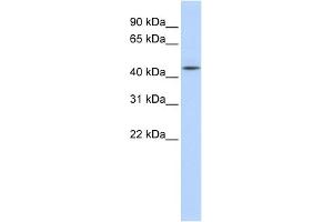 WB Suggested Anti-AHCY Antibody Titration: 0. (AHCY 抗体  (N-Term))