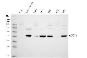 Western blot analysis of PD-L1 using anti-PD-L1 antibody (ABIN3043392).