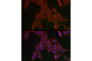 Immunofluorescence (IF) image for anti-Protein tyrosine Phosphatase, Non-Receptor Type 11 (PTPN11) (AA 514-593) antibody (ABIN3016707)