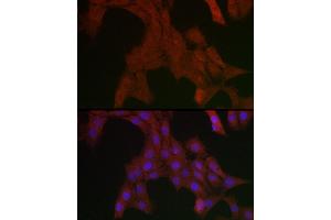 Immunofluorescence analysis of PC-12 cells using SHP2 Rabbit pAb (ABIN3016706, ABIN3016707, ABIN3016708 and ABIN6219822) at dilution of 1:200 (40x lens).