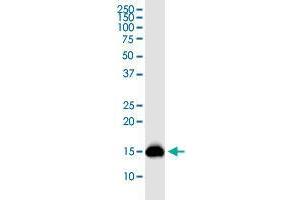 PLP2 monoclonal antibody (M01), clone 2G7. (PLP2 抗体  (AA 1-152))