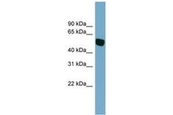Slc38a5 antibody  (AA 107-156)