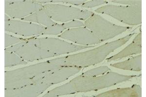ABIN6278597 at 1/100 staining Mouse muscle tissue by IHC-P. (NOL8 抗体  (C-Term))