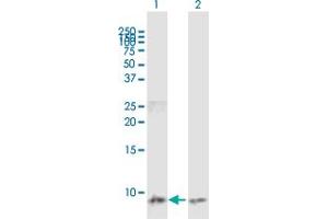 Western Blot analysis of CCL3 expression in transfected 293T cell line by CCL3 MaxPab polyclonal antibody. (CCL3 抗体  (AA 1-92))