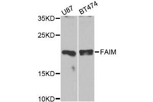 Western blot analysis of extracts of various cell lines, using FAIM antibody (ABIN1872646) at 1:1000 dilution. (FAIM 抗体)