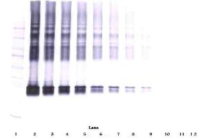 Western Blot (Unreduced) using Maspin antibody