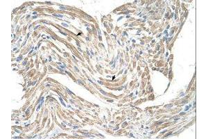 Image no. 1 for anti-Creatine Kinase, Mitochondrial 2 (Sarcomeric) (CKMT2) (AA 22-71) antibody (ABIN203381) (CKMT2 抗体  (AA 22-71))