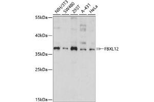 Western blot analysis of extracts of various cell lines, using FBXL12 antibody (ABIN7267079) at 1:1000 dilution. (FBXL12 抗体  (AA 1-326))