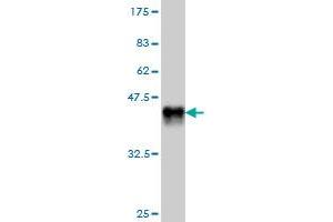 Western Blot detection against Immunogen (38. (EDAR 抗体  (AA 64-178))