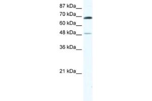 Western Blotting (WB) image for anti-Zinc Finger Protein 35 (ZNF35) antibody (ABIN2461584) (ZNF35 抗体)