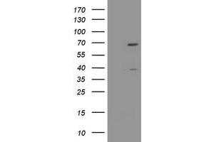 Image no. 1 for anti-tRNA Methyltransferase 2 Homolog A (TRMT2A) antibody (ABIN1501522) (TRMT2A 抗体)