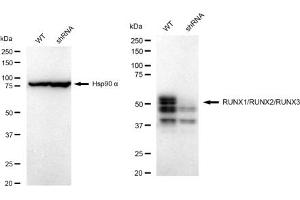Western blotting analysis using RUNX1/RUNX2/RUNX3 antibody (ABIN7800264).