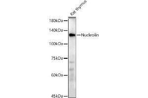 Western blot analysis of extracts of Rat thymus, using Nucleolin antibody (ABIN7269035) at 1:500 dilution. (Nucleolin 抗体)