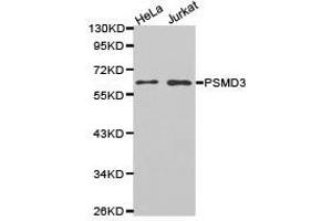 Western Blotting (WB) image for anti-Proteasome (Prosome, Macropain) 26S Subunit, Non-ATPase, 3 (PSMD3) antibody (ABIN1874391) (PSMD3 抗体)