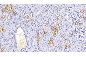 Detection of UMOD in Canine Kidney Tissue using Polyclonal Antibody to Uromodulin (UMOD) (Uromodulin 抗体  (AA 32-151))