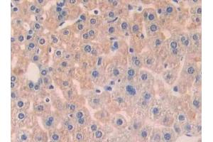 Detection of ANGPT1 in Mouse Liver Tissue using Polyclonal Antibody to Angiopoietin 1 (ANGPT1) (Angiopoietin 1 抗体  (AA 253-429))