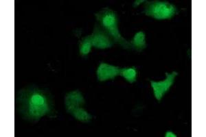 Immunofluorescence (IF) image for anti-Suppressor of Cytokine Signaling 3 (SOCS3) antibody (ABIN1501054) (SOCS3 抗体)
