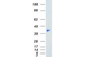 Western Blotting (WB) image for Mitogen-Activated Protein Kinase 1 (MAPK1) (Transcript Variant 2) protein (Myc-DYKDDDDK Tag) (ABIN2720493)