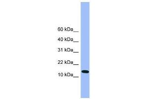 Atp5d antibody used at 0. (ATP5F1D 抗体  (C-Term))