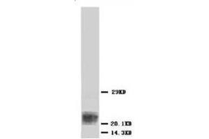 Western blot analysis of Hela cell lysis using BAX antibody (BAX 抗体  (N-Term))