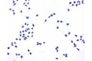 Immunocytochemistry (ICC) image for anti-Prostaglandin E Receptor 4 (Subtype EP4) (PTGER4) (C-Term) antibody (ABIN1049258)