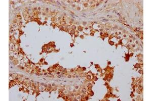 IHC image of ABIN7127479 diluted at 1:100 and staining in paraffin-embedded human testis tissue performed on a Leica BondTM system. (Recombinant FAAH 抗体)