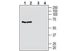 Western blot analysis of human MOLT-4 T-cell leukemia cell line lysate (lanes 1 and 3) and human Jurkat T-cell leukemia cell line lysate (lanes 2 and 4): - 1, 2. (GPR174 抗体  (2nd Extracellular Loop))