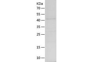 Western Blotting (WB) image for POU Class 5 Homeobox 1 (POU5F1) (AA 1-360) protein (His tag) (ABIN7124538)