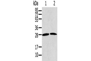 Western Blotting (WB) image for anti-Related RAS Viral (R-Ras) Oncogene Homolog 2 (RRAS2) antibody (ABIN2430778) (RRAS2 抗体)