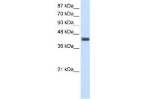 Western Blotting (WB) image for anti-POU Domain, Class 4, Transcription Factor 1 (POU4F1) antibody (ABIN2461782) (POU4F1 抗体)