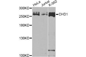 Western blot analysis of extracts of various cell lines, using CHD1 Antibody (ABIN5975217) at 1/1000 dilution. (CHD1 抗体)