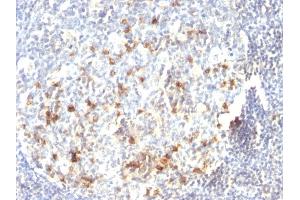 Formalin-fixed, paraffin-embedded human Tonsil stained with CD57 Monoclonal Antibody (HNK-1). (CD57 抗体)