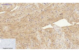 Immunohistochemical analysis of paraffin-embedded mouse heart tissue. (SYN1 抗体)