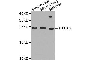 Western blot analysis of extract of various cells, using S100A3 antibody. (S100A3 抗体)