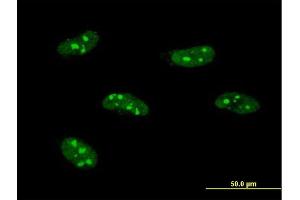 Immunofluorescence of monoclonal antibody to PWP1 on HeLa cell. (PWP1 抗体  (AA 1-501))