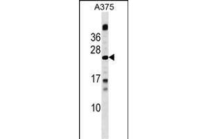 MBD3L1 Antibody (C-term) (ABIN1536775 and ABIN2849751) western blot analysis in  cell line lysates (35 μg/lane). (MBD3L1 抗体  (C-Term))