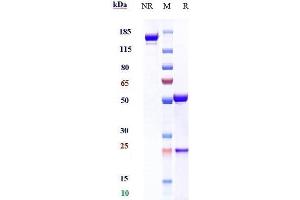 Anti-SLAMF7 / CS1 Reference Antibody (elotuzumab) on SDS-PAGE under reducing (R) condition.