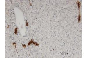 Image no. 1 for anti-Calpain 9 (CAPN9) (AA 591-691) antibody (ABIN599520) (Calpain 9 抗体  (AA 591-691))