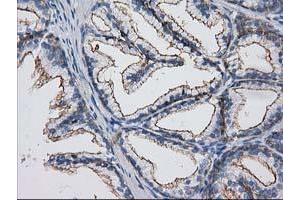 Image no. 4 for anti-Protein Kinase C and Casein Kinase Substrate in Neurons 3 (PACSIN3) antibody (ABIN1500007) (PACSIN3 抗体)