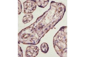 (ABIN6243319 and ABIN6578857) staining TGFBR3 in human placenta tissue sections by Immunohistochemistry (IHC-P - paraformaldehyde-fixed, paraffin-embedded sections). (TGFBR3 抗体  (AA 285-319))